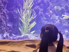 -芜湖新华联大白鲸海洋公园