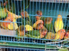 -桂林市花鸟市场