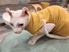 -BABIT巴比特宠物(MOMOPARK店)