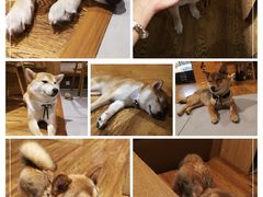 -柴务处·柴犬主题狗咖