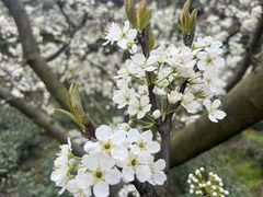 -成都蒲江花样年福朋喜来登度假酒店·宜客乐西餐厅