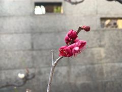 -御池园(顾村公园店)