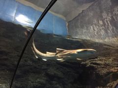 景点-郑州海洋馆