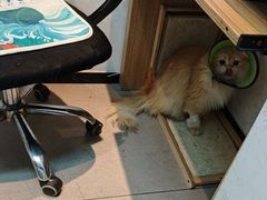 -御宝贝·A梦猫科宠物医院(国际猫友好医院)