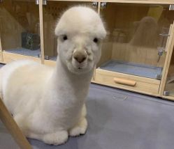 -萌宠亲子动物乐园(槐房万达店)