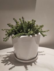 -AiCure 埃可儿·韩国医学皮肤管理