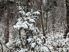 -天目山大树王景区