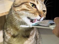 -豆逗聊愈猫阁Easy Life