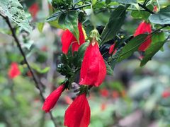 -中国科学院华南植物园
