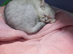 -喵的天空名猫咖啡馆·撸猫·猫舍·用品