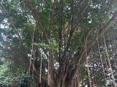-金鸡山公园