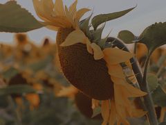 -映月湖中央公园