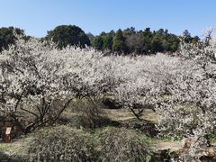 -香雪海