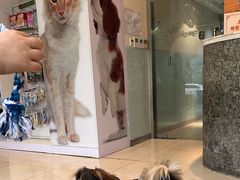 -瑞派申生动物医院·24H夜诊·国际动物医疗中心·骨外科(吴中路店)