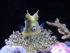 -上海海洋水族馆
