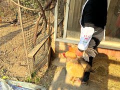 -小鱼草莓采摘园农家乐·小鱼餐厅