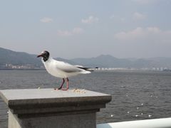 -海埂大坝