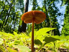 -黄海国家森林公园