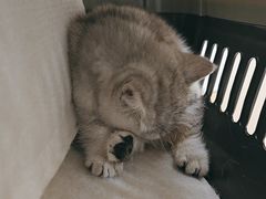 -安安宠医宠物医院·异宠·犬猫内科(岳阳分院)
