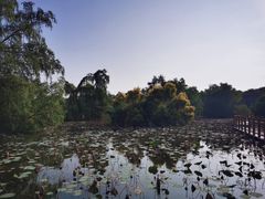 -大湾区中央湿地公园