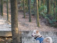 -广州市帽峰山景区