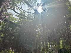 -嘉定紫藤园