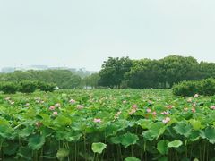 -荷塘月色湿地公园·向阳花洲