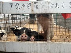 -菊园百果园