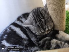 -李小姐の猫咖啡馆(五角场店)