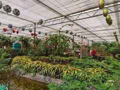 -南宫五洲植物乐园