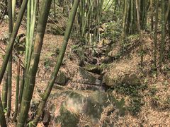 -缙云山景区