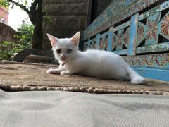 -杨桃院子咖啡吧(中华红墨店)