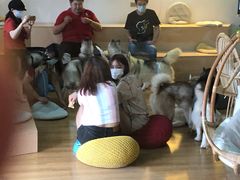 -Husky Go! 哈士奇体验馆·宠物咖啡厅狗咖