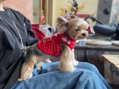 -小龍鳳餐室(番禺路店)