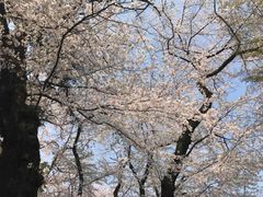 -井之头恩赐公园