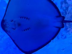 -泉城欧乐堡海洋极地世界