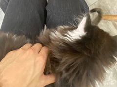 -楼上猫咖(罗湖店)
