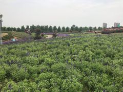 -八大山人梅湖景区