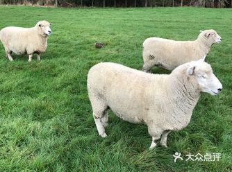 Rotorua(罗托鲁瓦)番外篇特辑