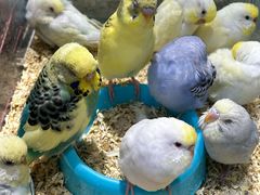 -青石桥花鸟鱼虫市场(叠翠城店)