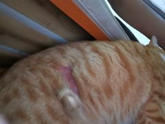 -关爱动物医院·心脏·中兽医·异宠(金牛路分院)