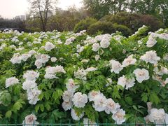 -洛阳市隋唐城遗址植物园