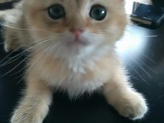 -东方名猫馆·英短金渐层布偶猫舍(环线广场1号楼店)