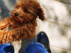 -宠福鑫康馨动物医院·骨科·眼科