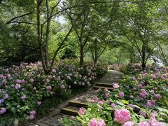 -上海滨江森林公园
