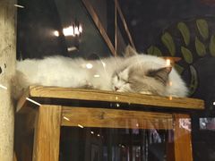 -猫咪博物馆(顶澳仔猫街店)