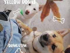 -柴犬高等学院·狗咖·柴犬售卖·宠物训练