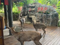 -野象谷景区