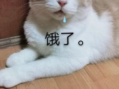 -赵姐猪耳朵饭店