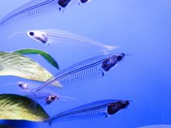 -上海海洋水族馆